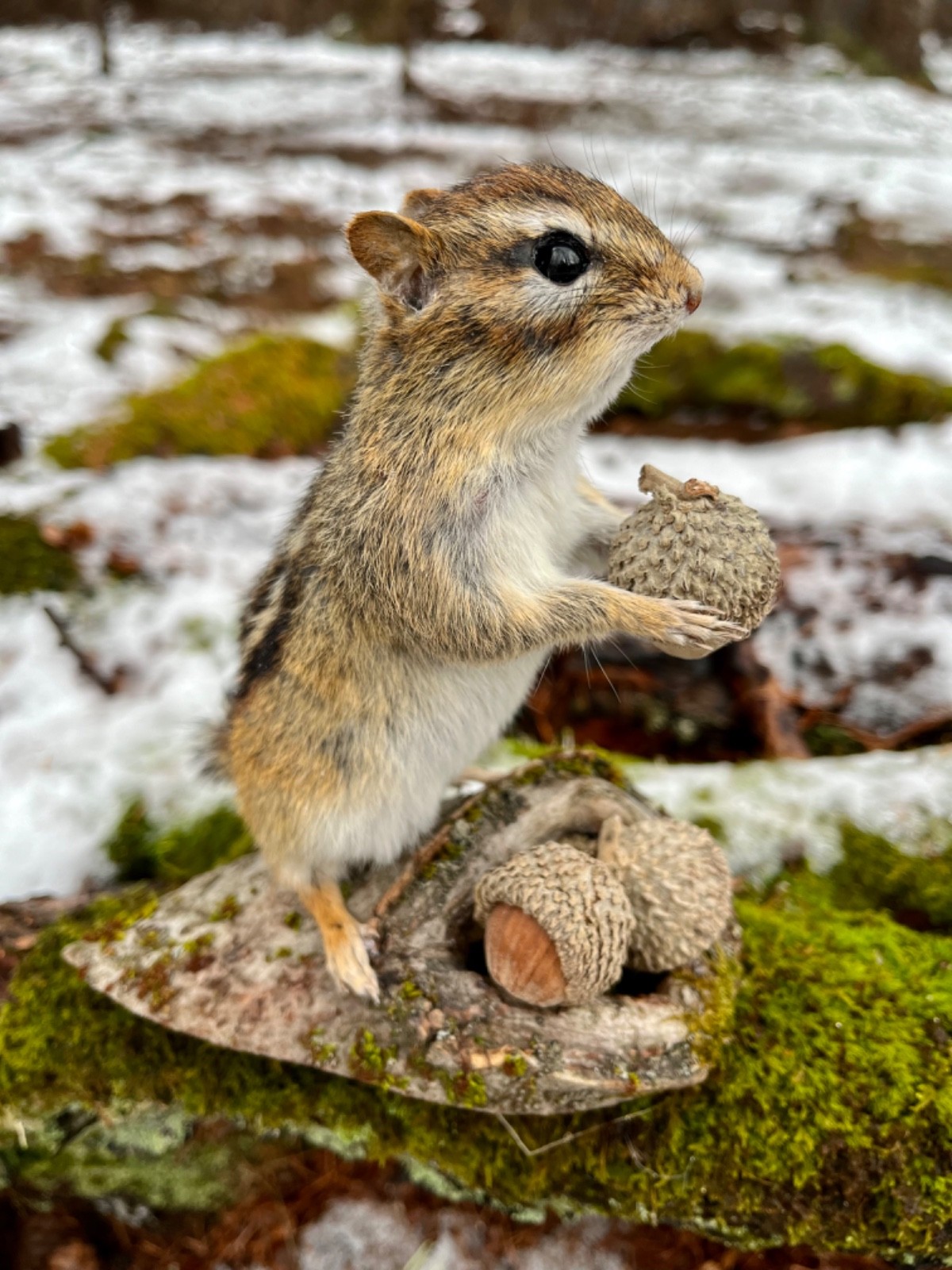 Chipmunk Taxidermy, Eastern Chipmunk Mount, Squirrel Taxidermy, Nature,Gift! NEW