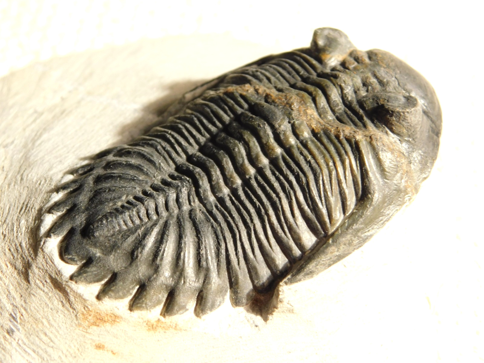 LARGER! Hollardops TRILOBITE Fossil Nice and 100% Natural Morocco 289gr