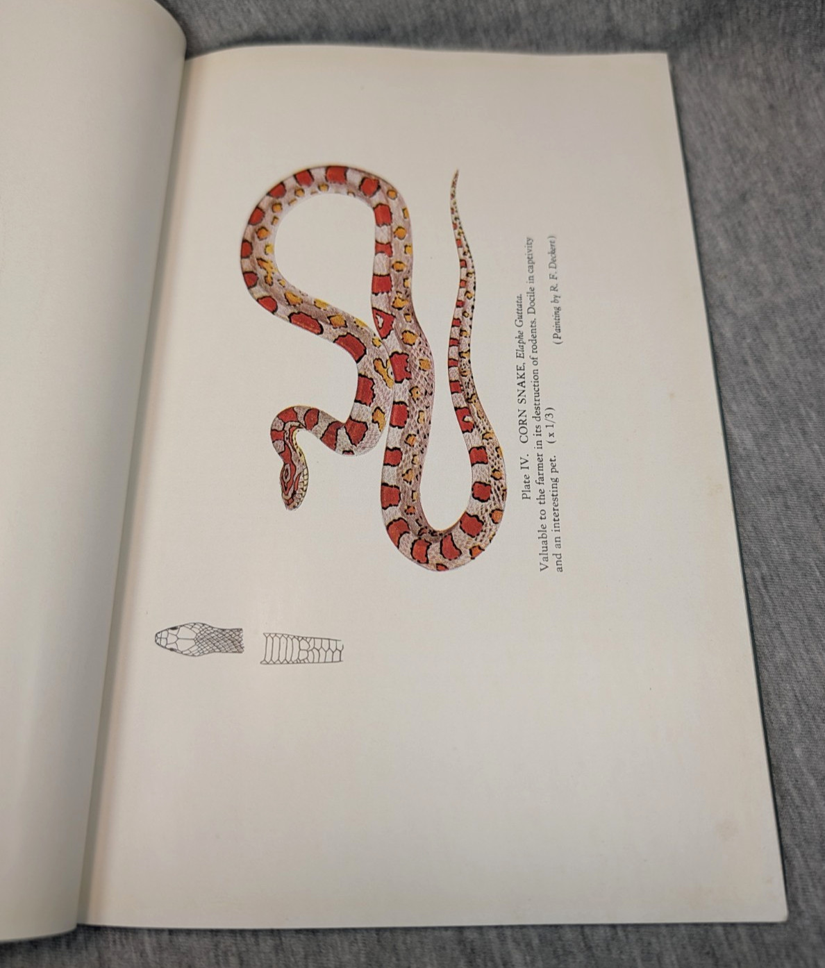 1936 Snakes of Maryland Illustrated Book Howard Kelly Color Plates 1st Edition