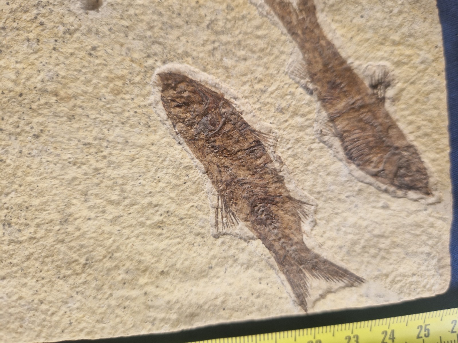 FABULOUS KNIGHTIA HIGH FOSSIL FISH PLATE - GREEN RIVER FMT - WYOMING - USA..