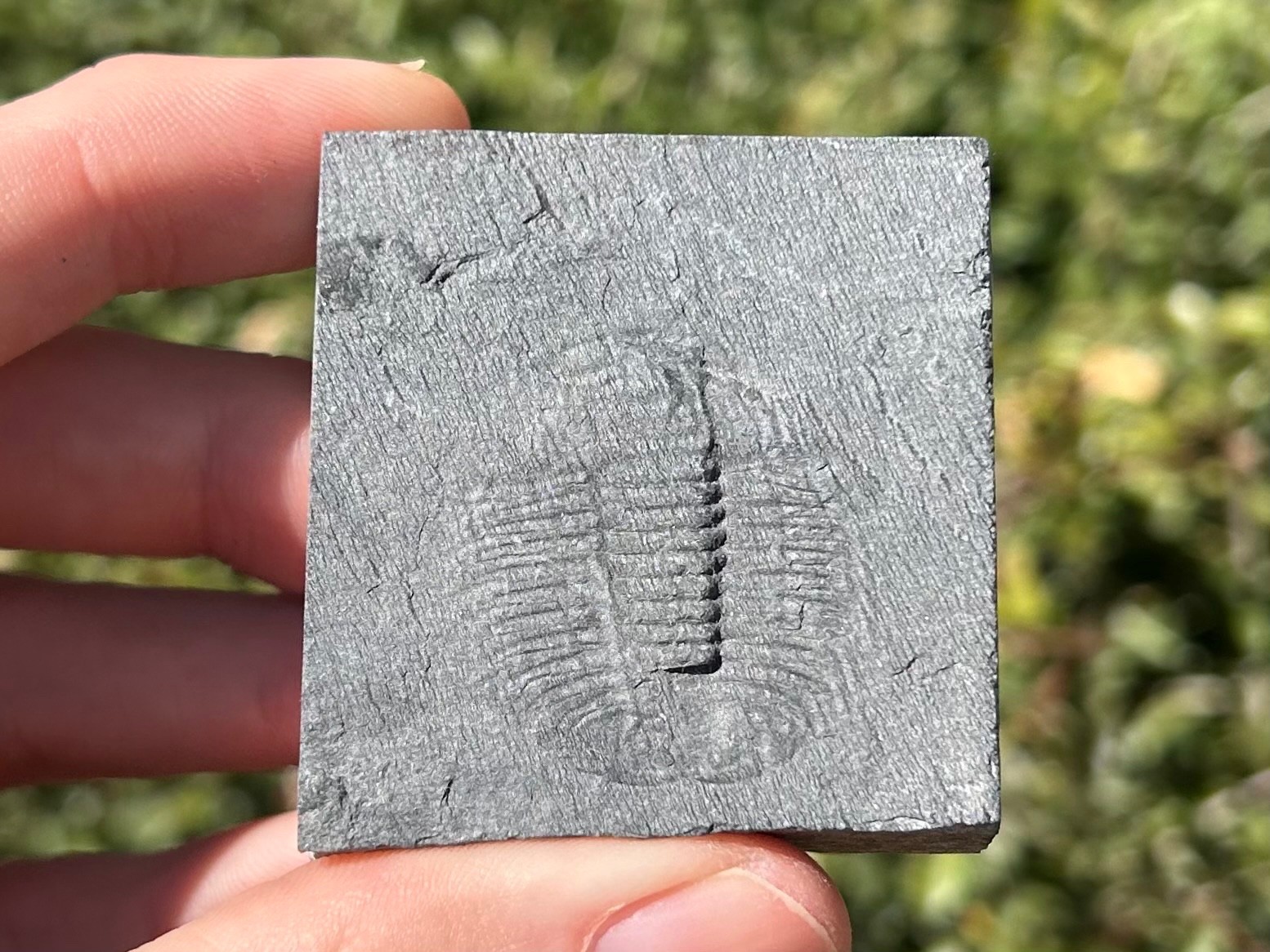 Washington Fossil Trilobite Ogygopsis Metaline Formation Cambrian Bug in Matrix