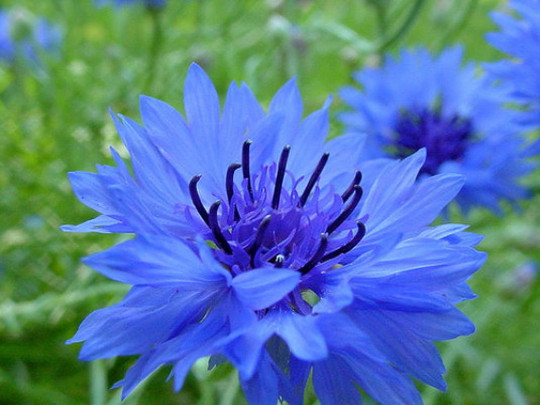 Tall Blue Bachelor Button Cornflower Seeds   Free Shipping!