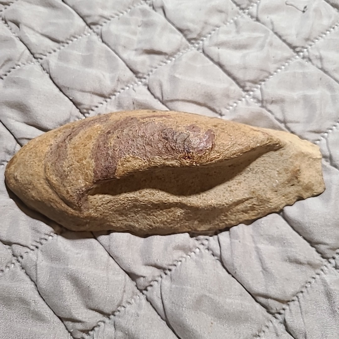 Rare living fish fossil specimen, the scale texture is clearly visible
