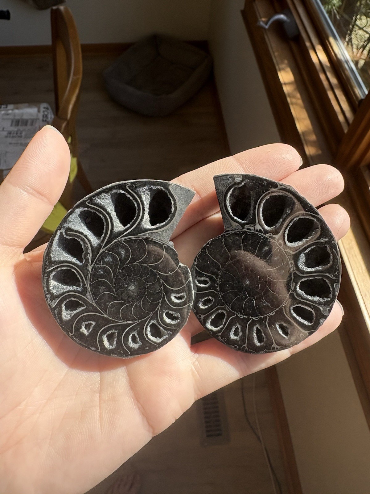 Black Ammonite Fossil Pair