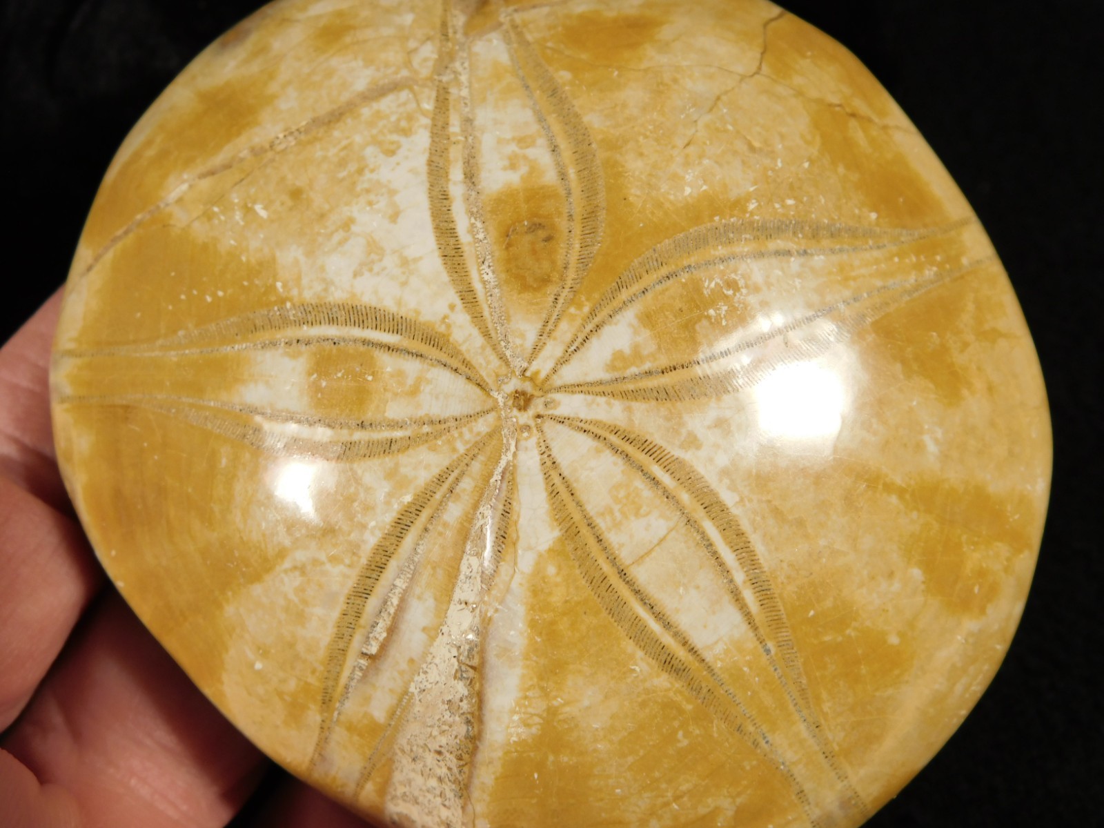 Big! Polished 150 Million Year Old! AAA SAND DOLLAR Fossil Madagascar 211gr