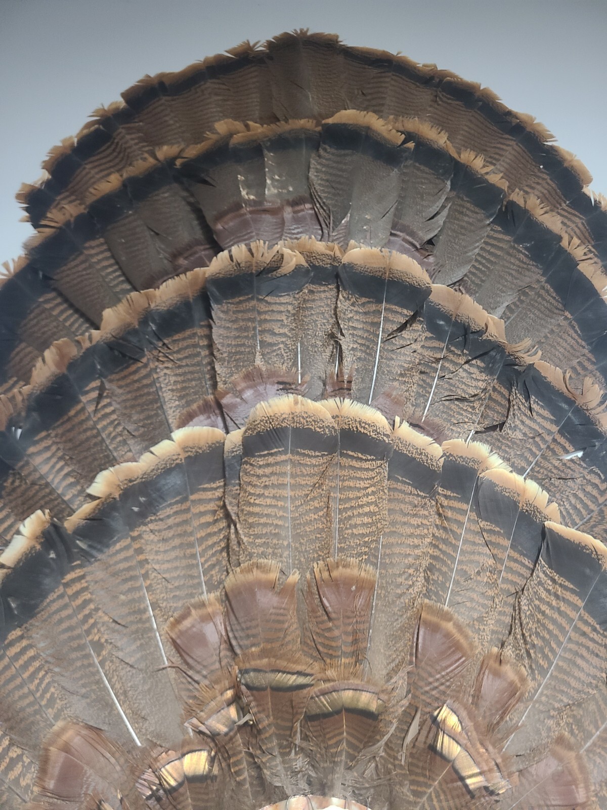 Turkey Fan Extension Brackets