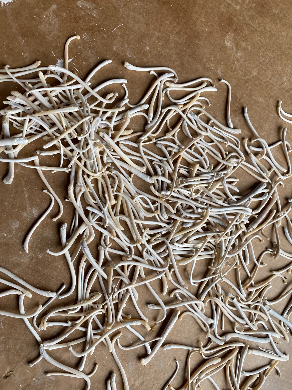 Raccoon Baculum Bone You Are Buying 1 Bone Only