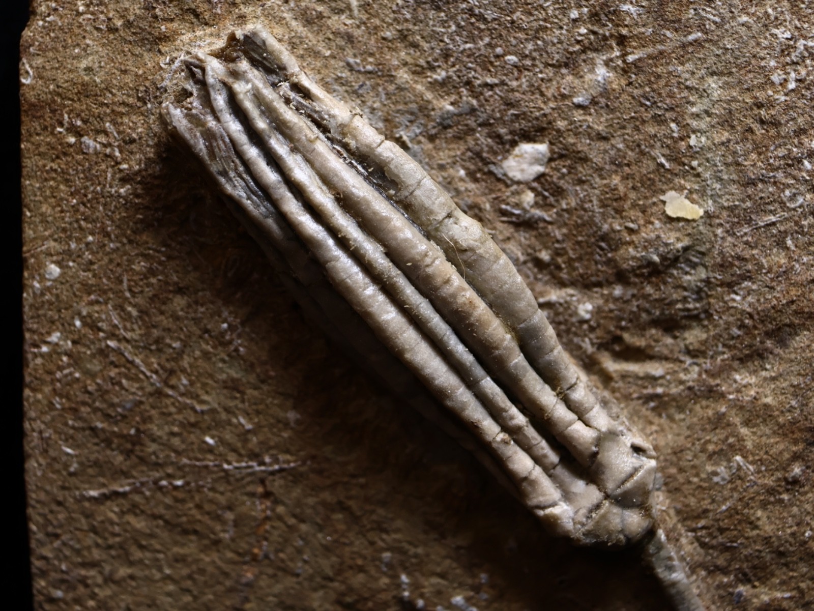 Gorgeously Detailed Scytalocrinus decadactylus Crinoid, Crawfordsville, IN