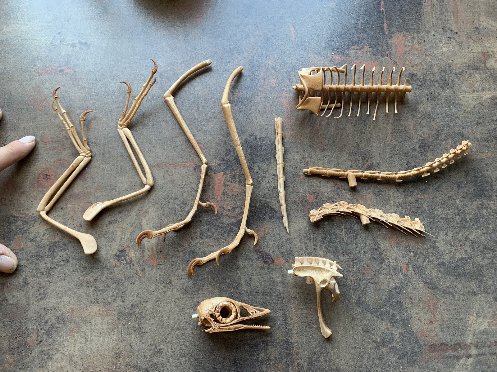 Dinosaur/Replica Skeleton Archaeopteryx of 23 5/8in Base Wood Black