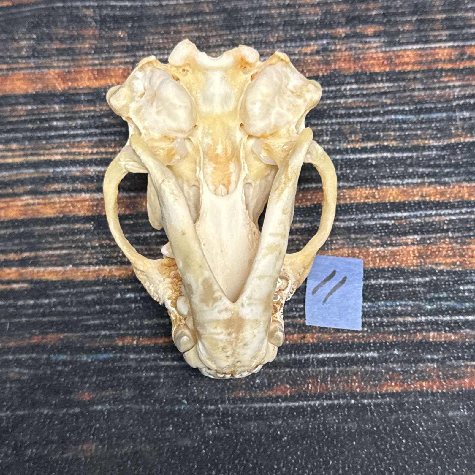 Real XL Badger Skull Unique Gift Halloween Craft Animal Mount Art Model Head Odd