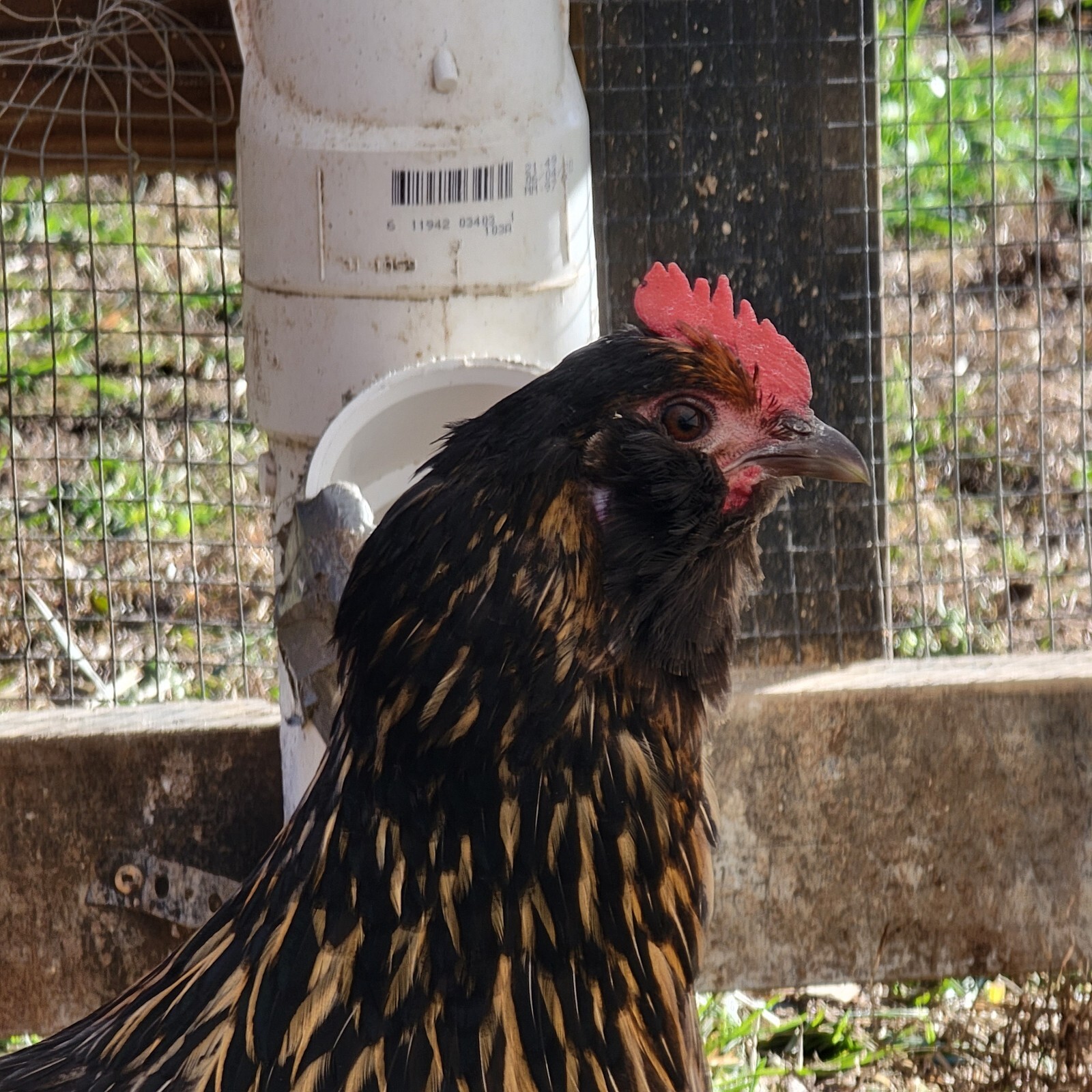 5+ F2 - F4 Olive Egger Hatching Eggs | Fast Free Shipping | TN NPIP CERTIFIED