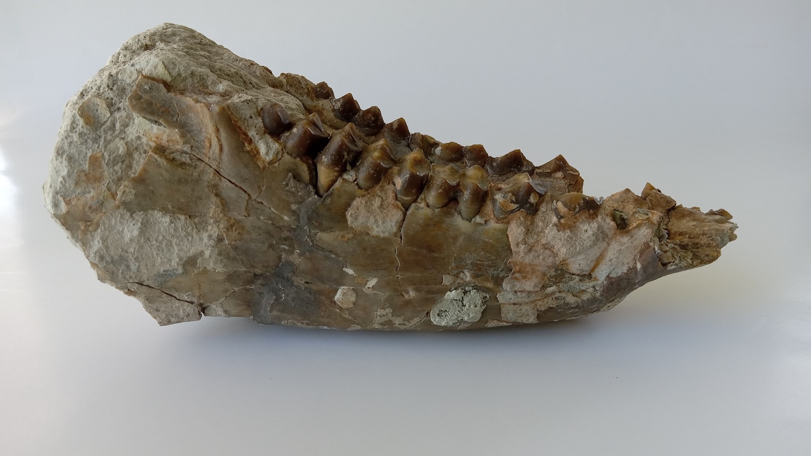 Camel Jaw Teeth Fossil From Badlands South Dakota
