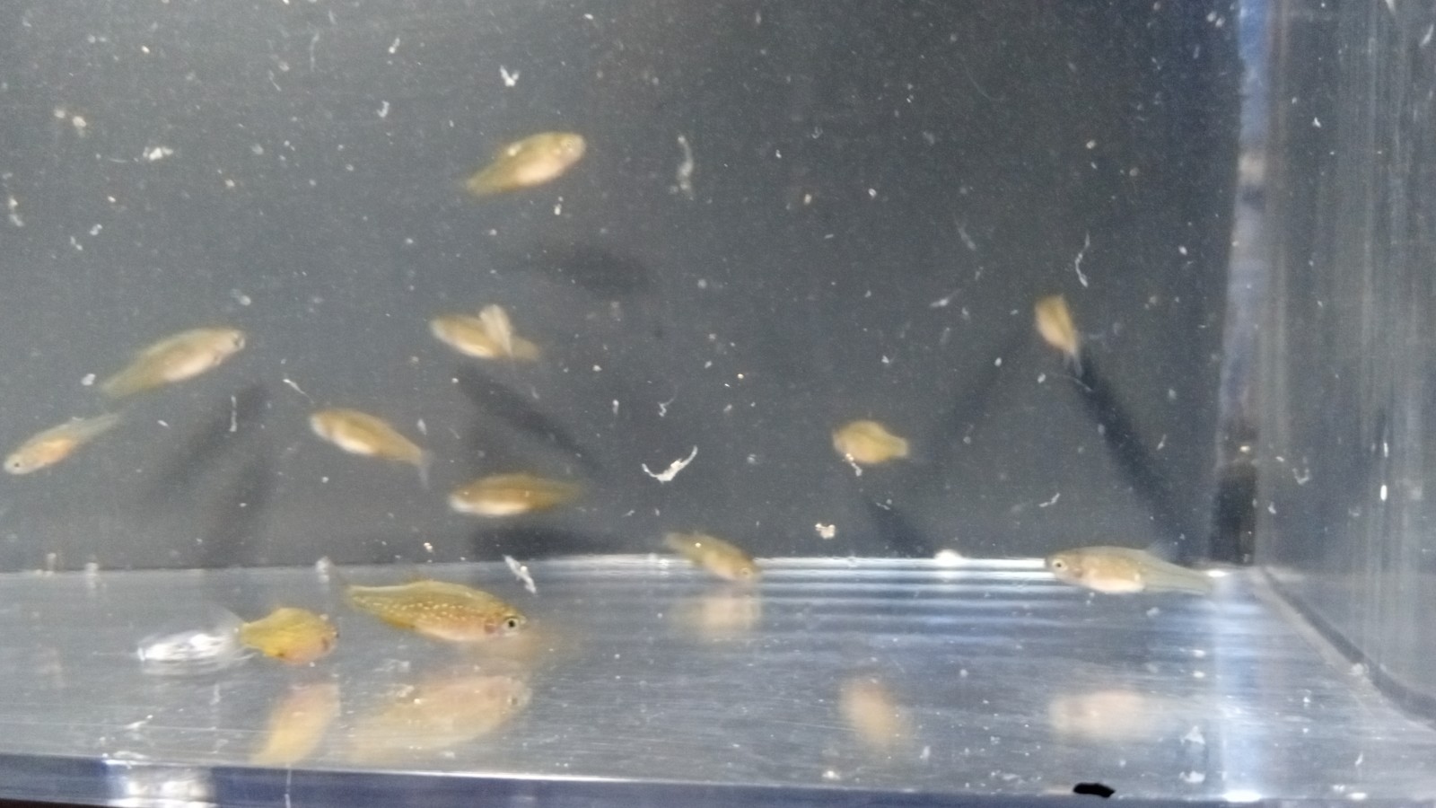 (6) Celestial Pearl Danio-Galaxy Rasbora-HIGH QUALITY- Pennsylvania bred