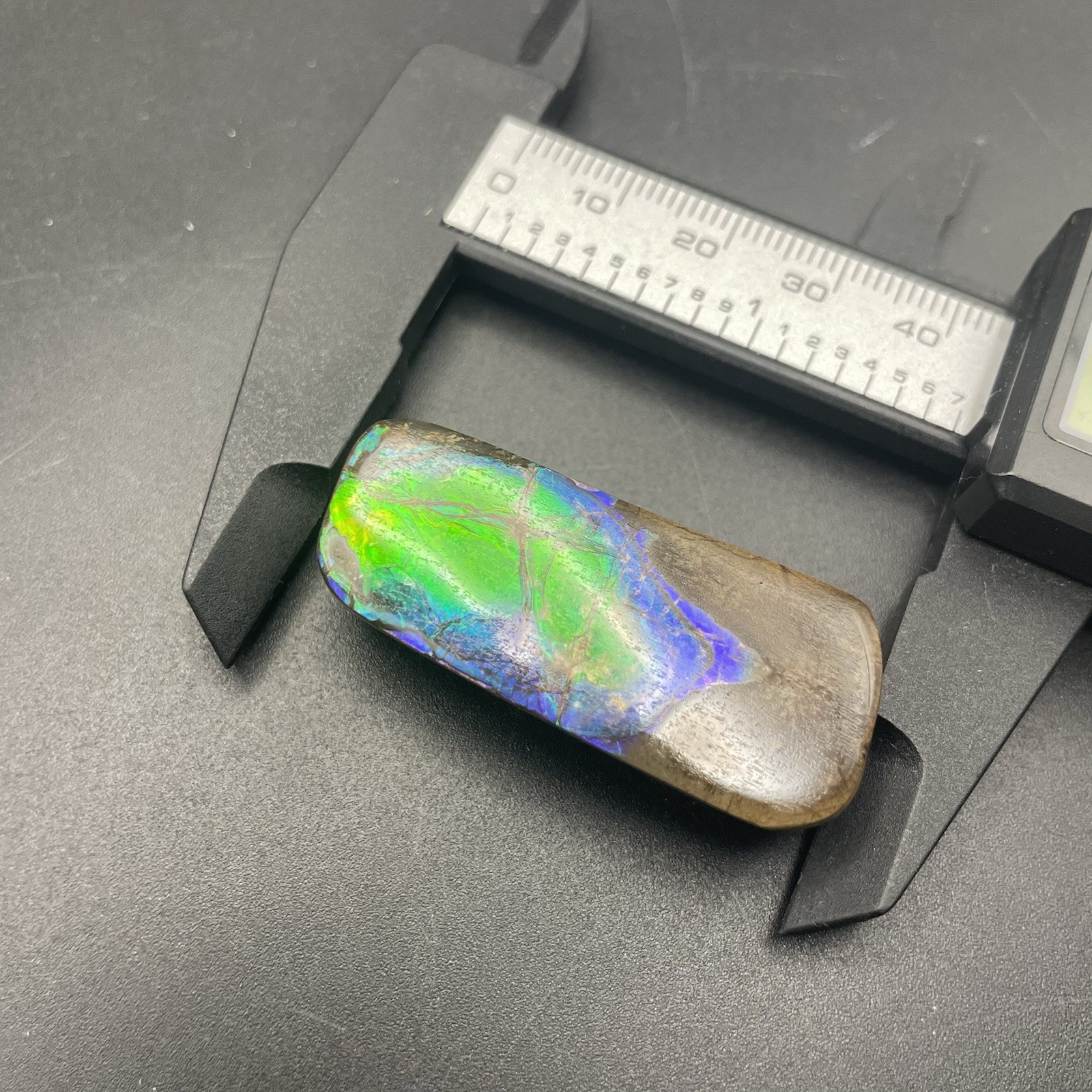 Amazing Blue Green Ammolite Canadian Ammonite Fossil Authentic