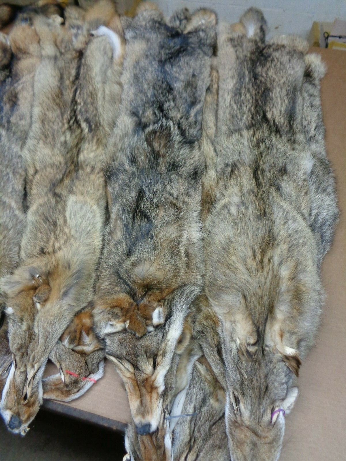 Tanned XXL/XL Semi-Heavy Coyote Hide #2 With Full Tail /Furs/Taxidermy/Crafts