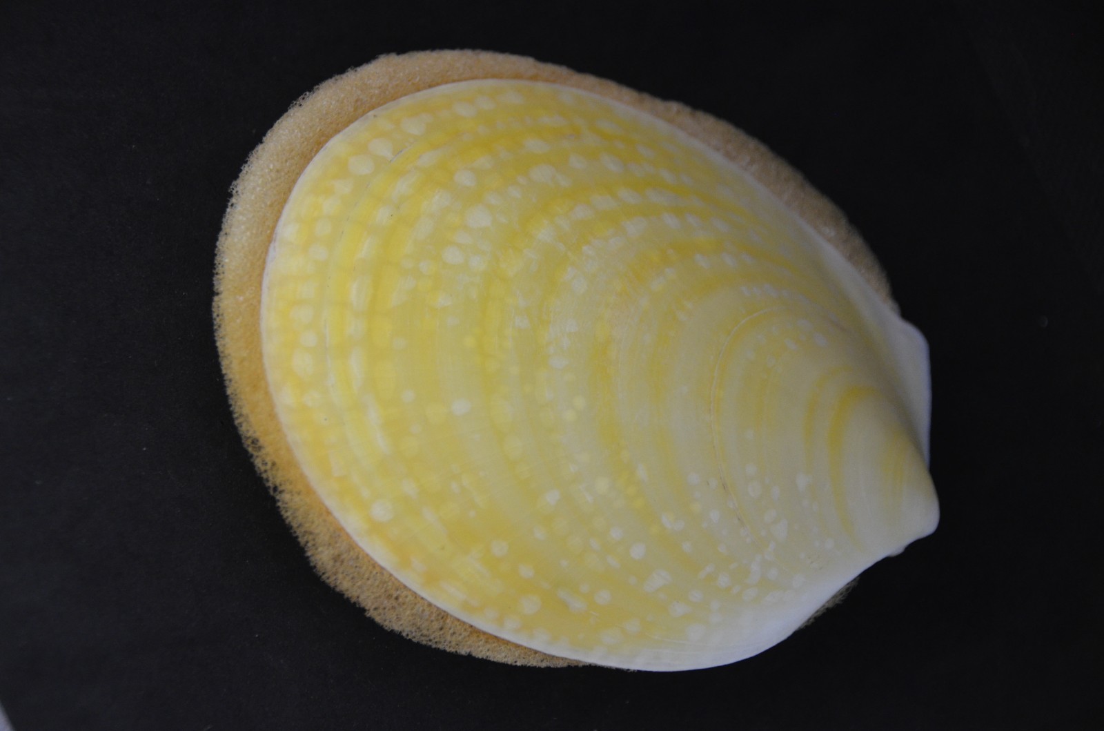 Specimen Acesta Rathbuni (Lima Dalli) Pair - 134 mm - Pale Yellow