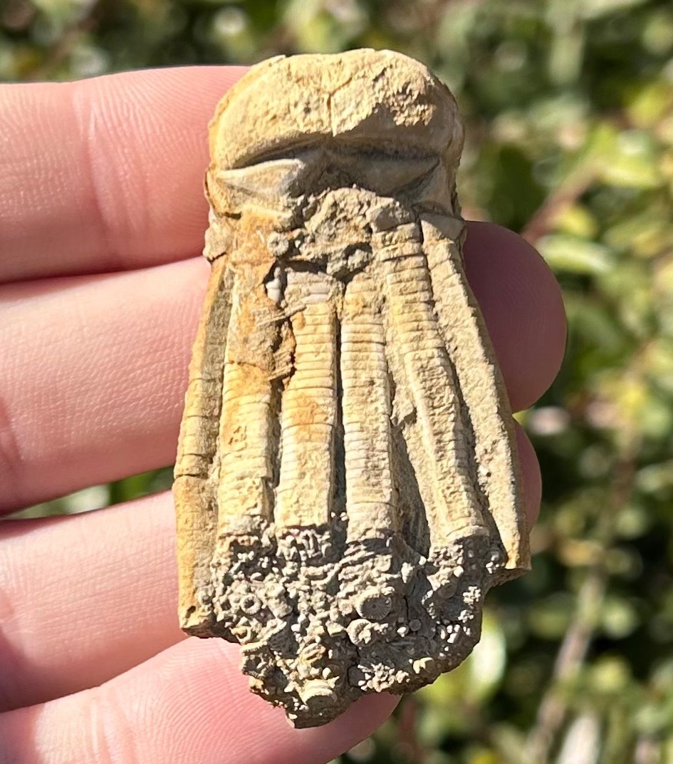 NICE Fossil Crinoid Phanocrinus bellulus Alabama Bangor Limestone Formation