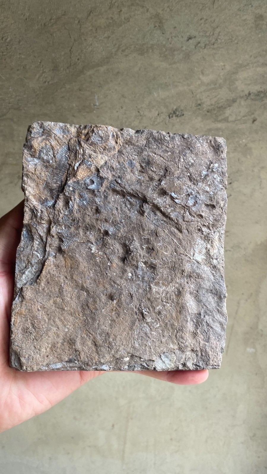 Unique Collection of Paleontological Fossils, Chrysanthemum Fossils