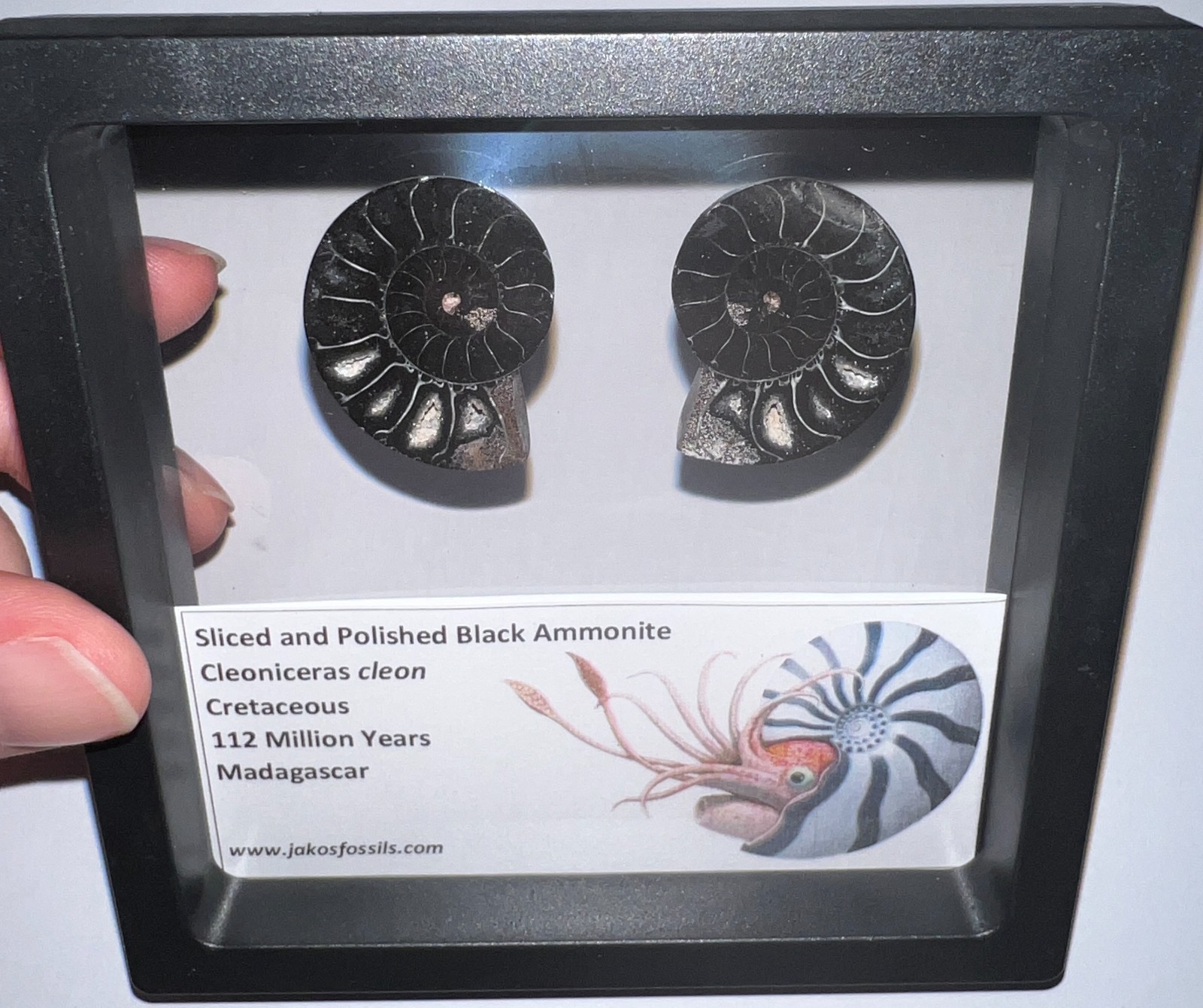 SUPER RARE Sliced Framed BLACK AMMONITE Lot Dinosaur Era Fossil One Per Order