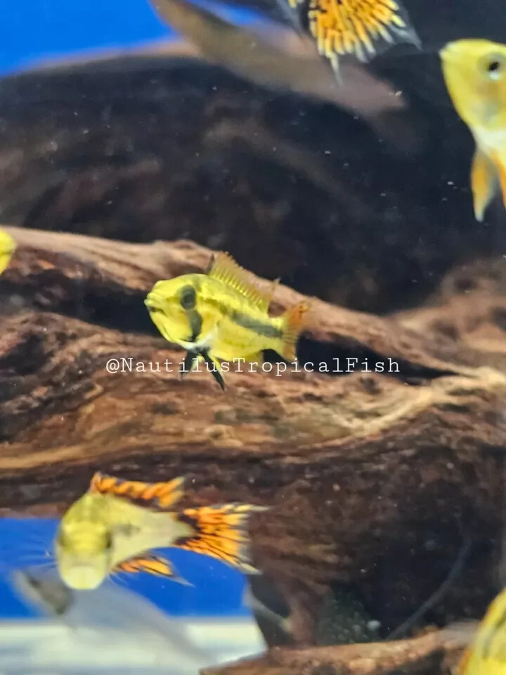Pair Super Red Apistogramma Cacatuoides - Live arrival! we combine shipping!
