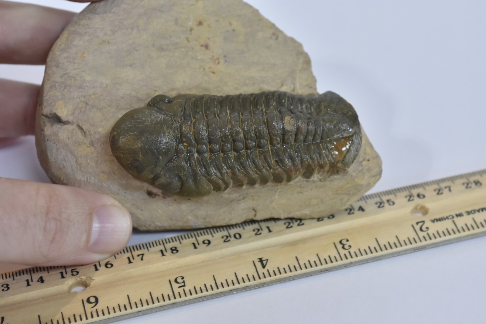 Trilobite Fossil Reedops - Fine Detail - on Matrix - Morocco - Large 3" - #36