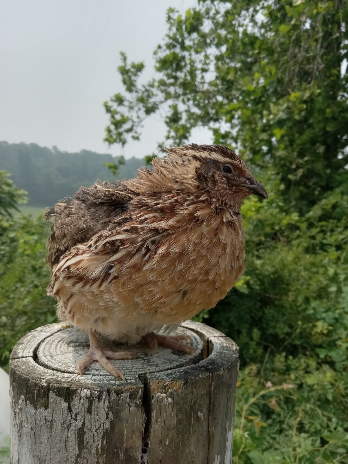 100+ KINGsBROWN XL. JUMBO brown coturnix quail hatching eggs,