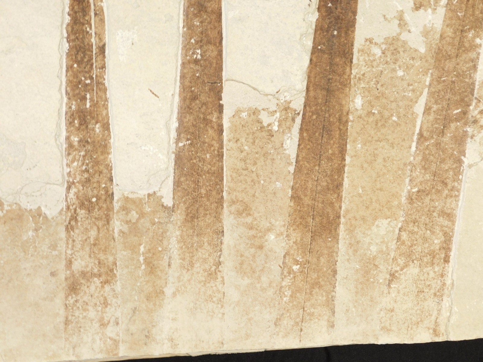 GIANT! PALM Frond Fossil With a BIG Rare Mioplosus FISH Fossil From Wyoming