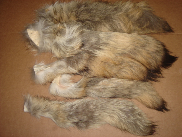 Tanned Eastern Coyote Tails/Fur/Crafts/Real Fur Tails/Harley Davidson apparel