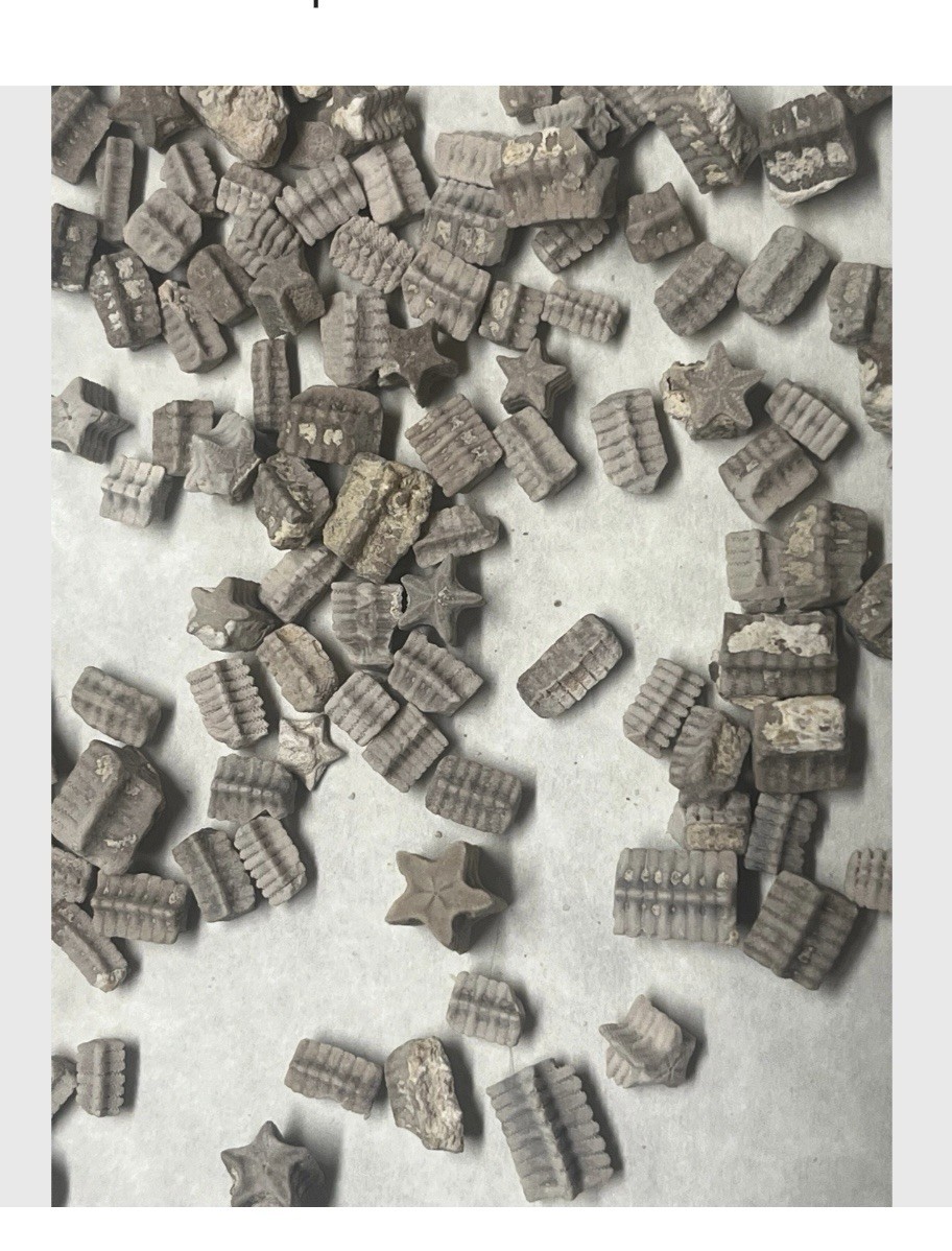 Utah Fossil Star Crinoid Stems Pentacrinus Jurassic Age Echinoderm