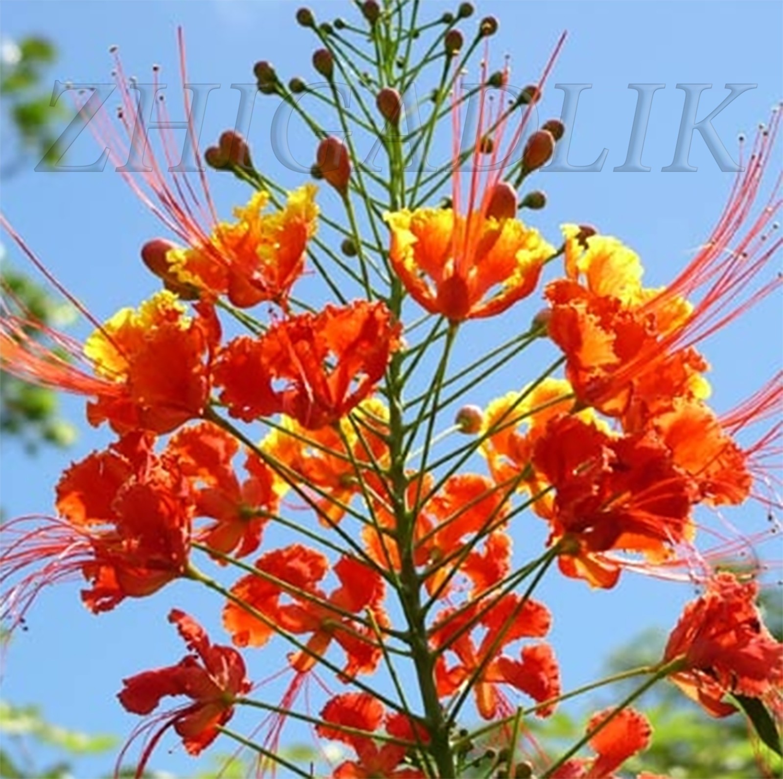 Caesalpinia pulcherrima Pride Of Barbados Mexican Bird Peacock seeds Orange Colr