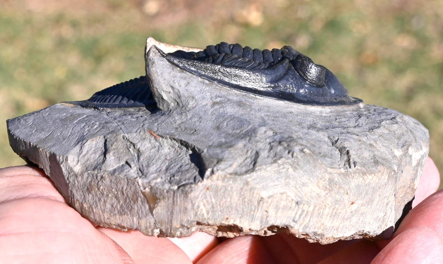 Trilobite Fossil, Zlichovaspis (Odontochile), from Morocco #1
