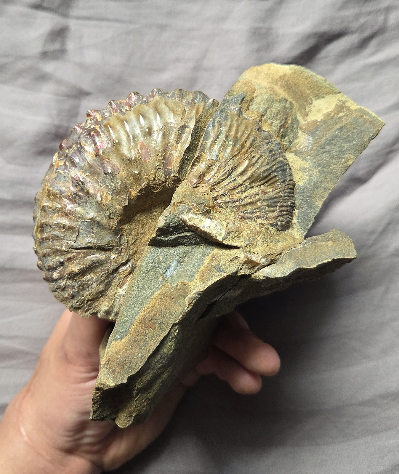 Rare Huge Hoploscaphites Fossil Shell Ammonite From South Dakota Cretaceous
