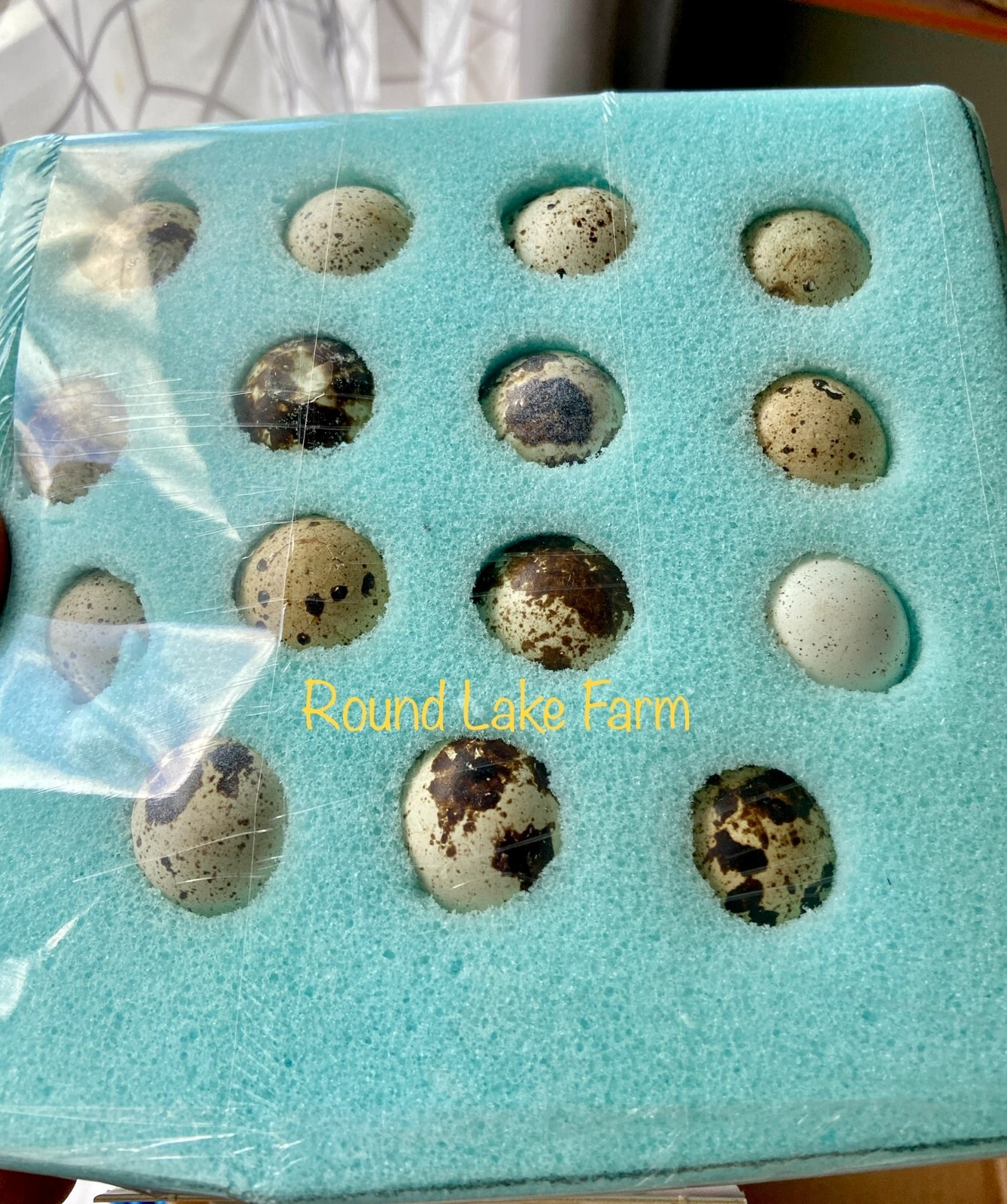 ALL COLORS - 24 Coturnix Quail Fertile Hatching Eggs - 2 Dozen SHIPPED IN FOAM
