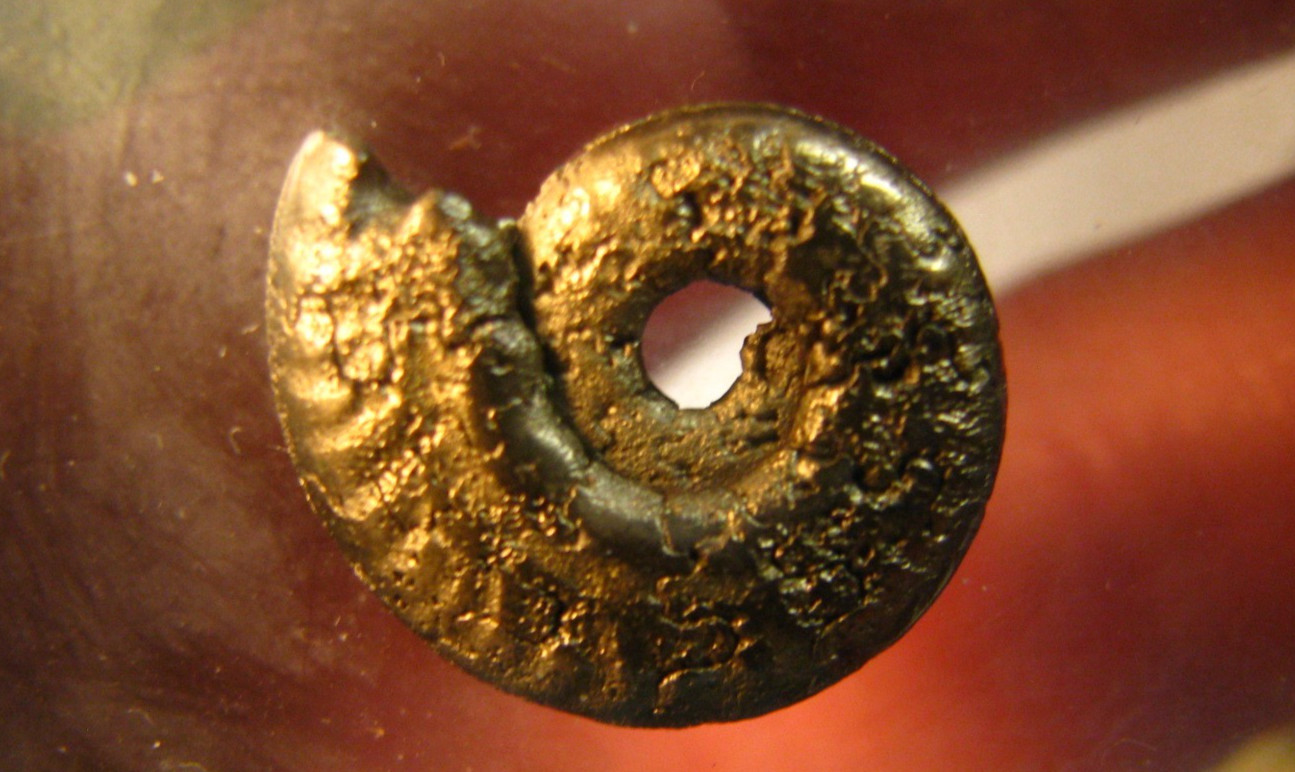 20mm GOLDEN PYRITE AMMONITE FOSSIL THUMBNAIL IN DISPLAY CASE RARE GERMANY #351