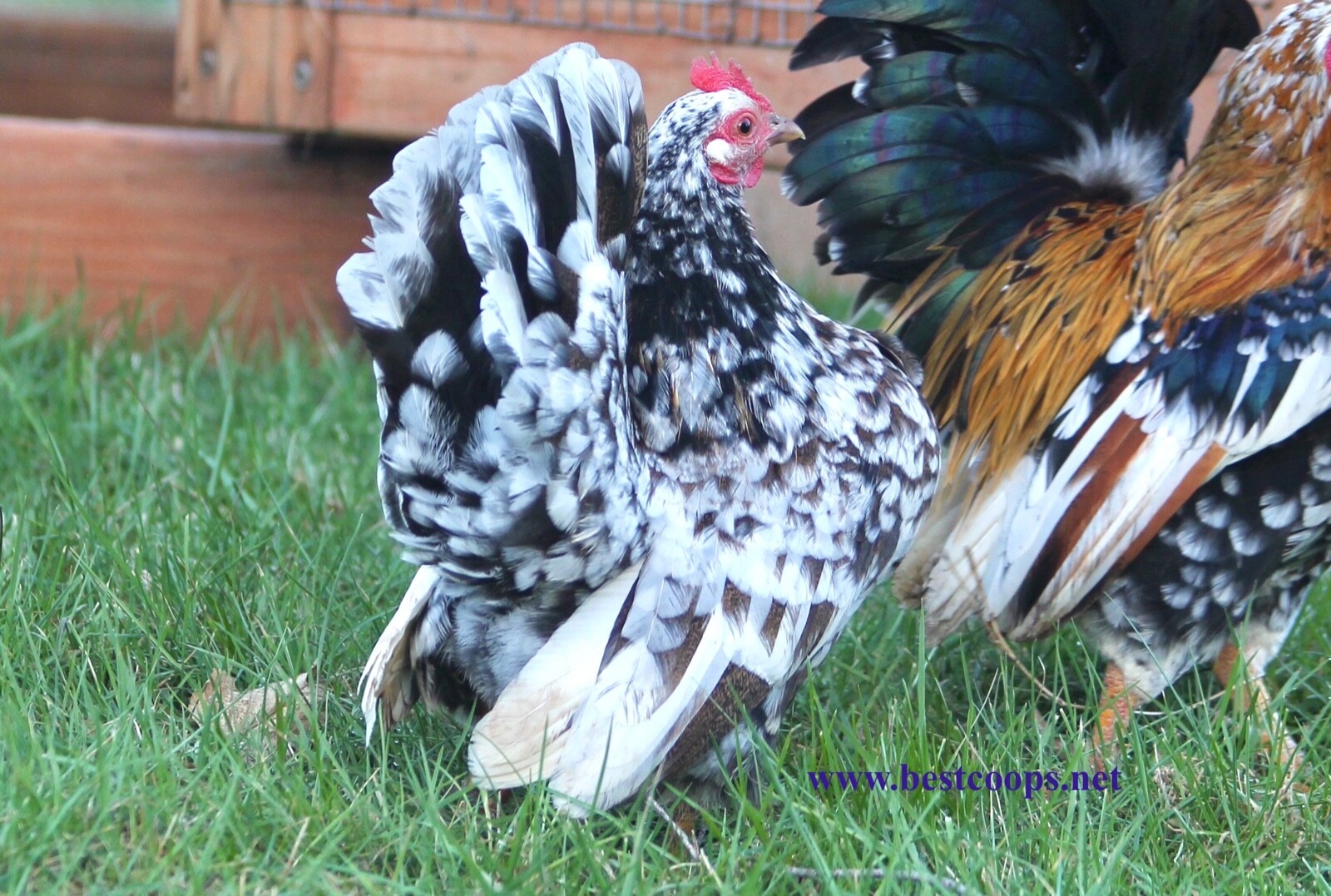 12+ Fertile Show Quality Serama Chicken Hatching Eggs