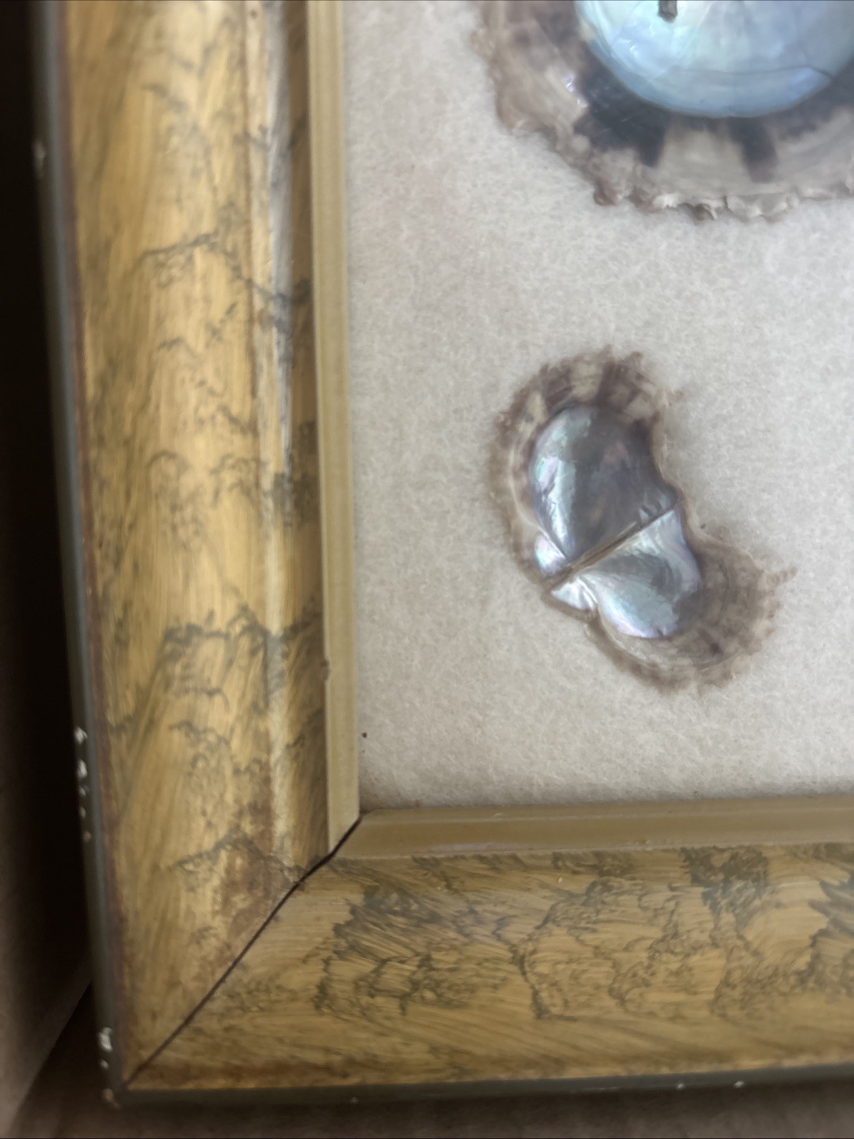 VINTAGE 1940S FRAMED CULTURED PEARLS & SHELLS JAPANESE OYSTER GROWTH DISPLAY