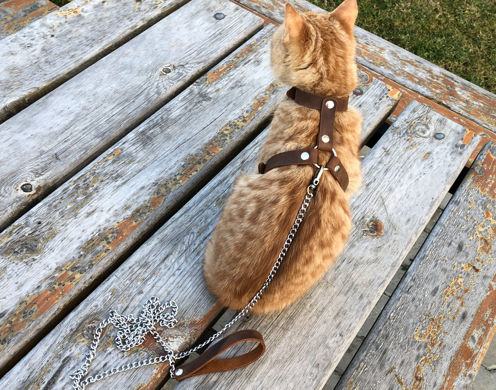 Leather Cat Harness, Harness (Escape Proof) Leash Trainer for Cats Collar