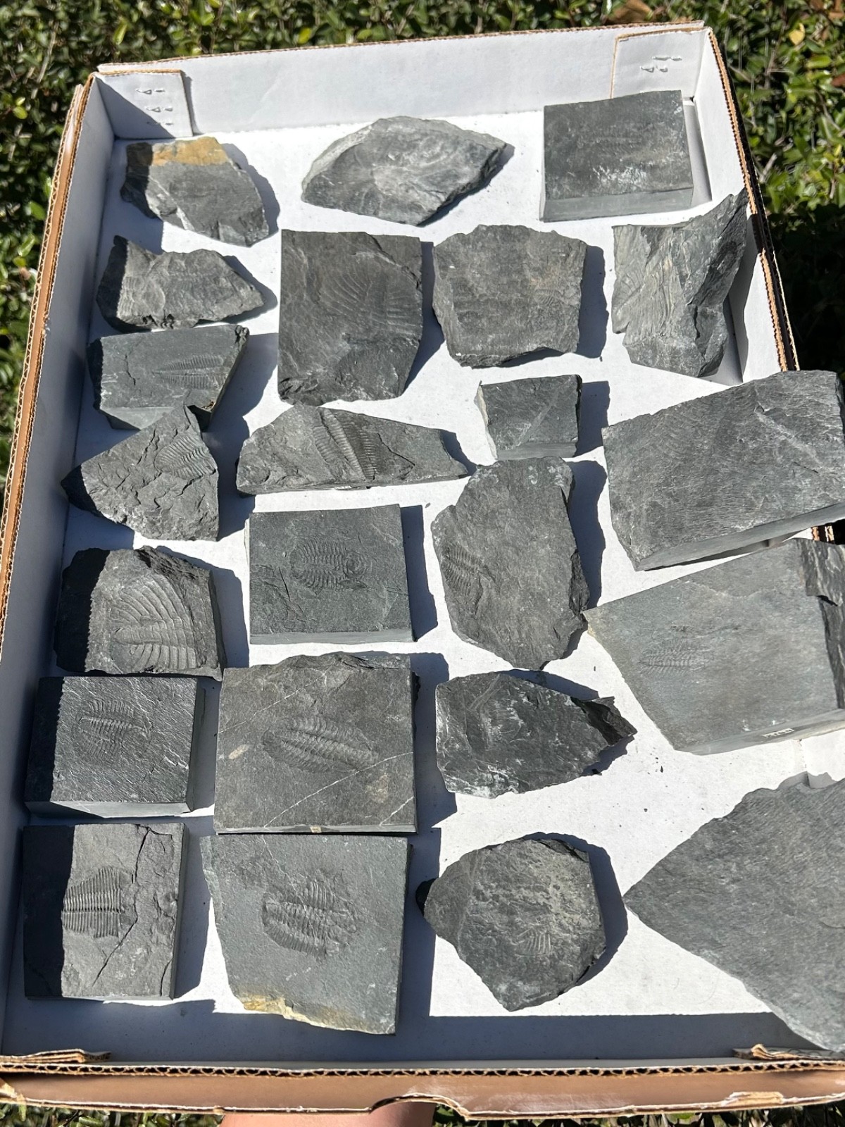 Washington Fossil Trilobites HUGE LOT Ogygopsis etc Metaline fm Bug in Matrix