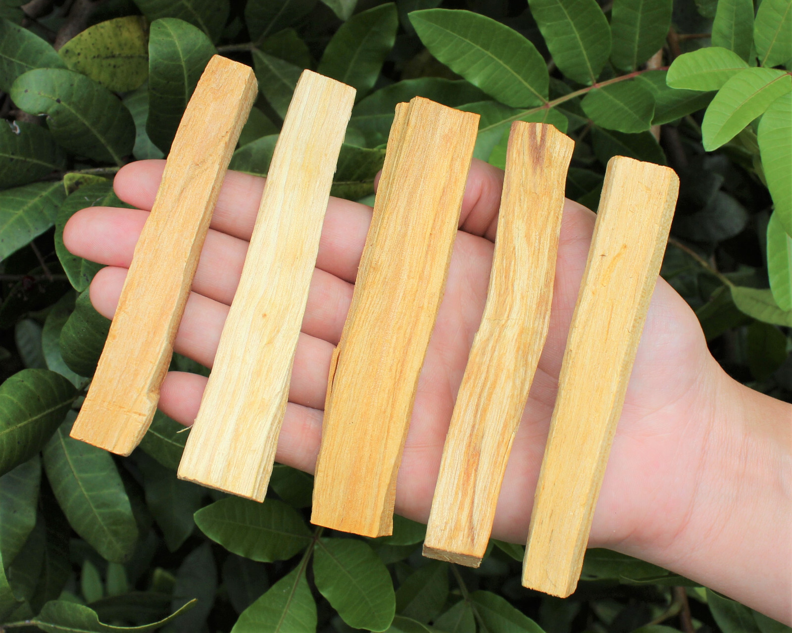 Palo Santo Smudge Sticks: Choose How Many (Premium Quality, Holy Wood, Bulk)