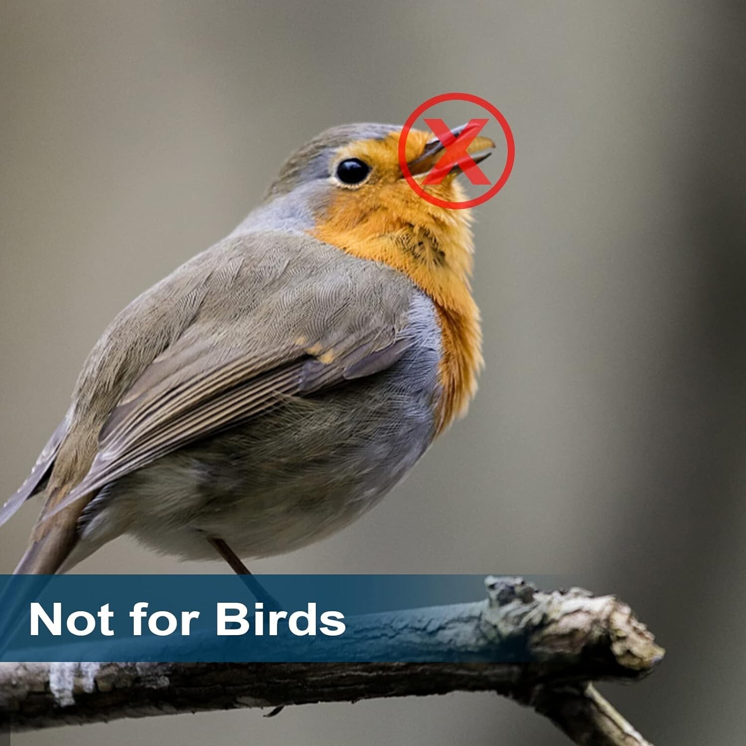 Black Soldier Fly Larvae for Chickens, 100% Natural Premium Quality Non-GMO