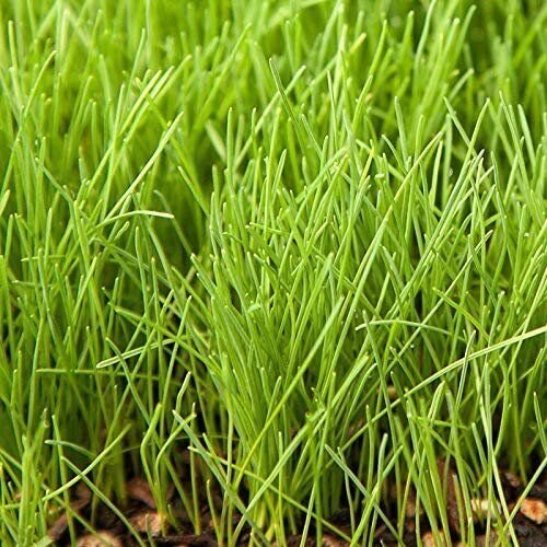 Creeping Red Fine Fescue Grass Seed by Eretz - CHOOSE SIZE! Premium Oregon Grown