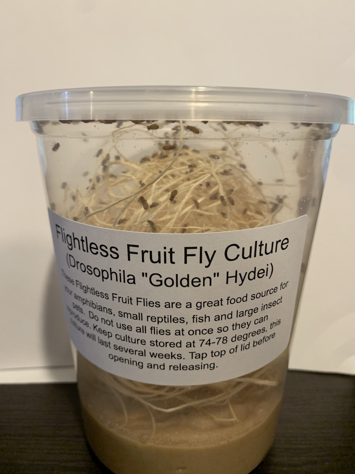 Flightless Fruit Fly Culture (Drosophila Golden Hydei)