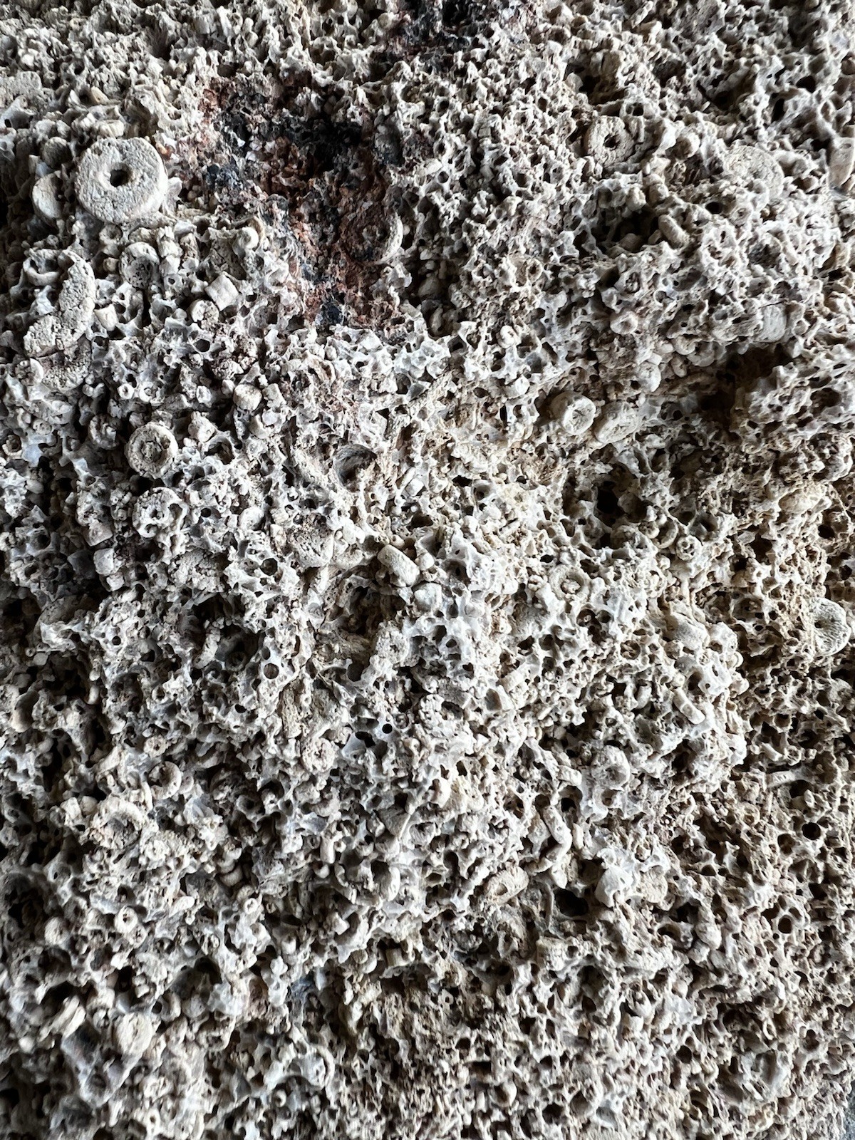 Crinoid Fossils Box FULL Fort Payne Formation TN Mississipian Period