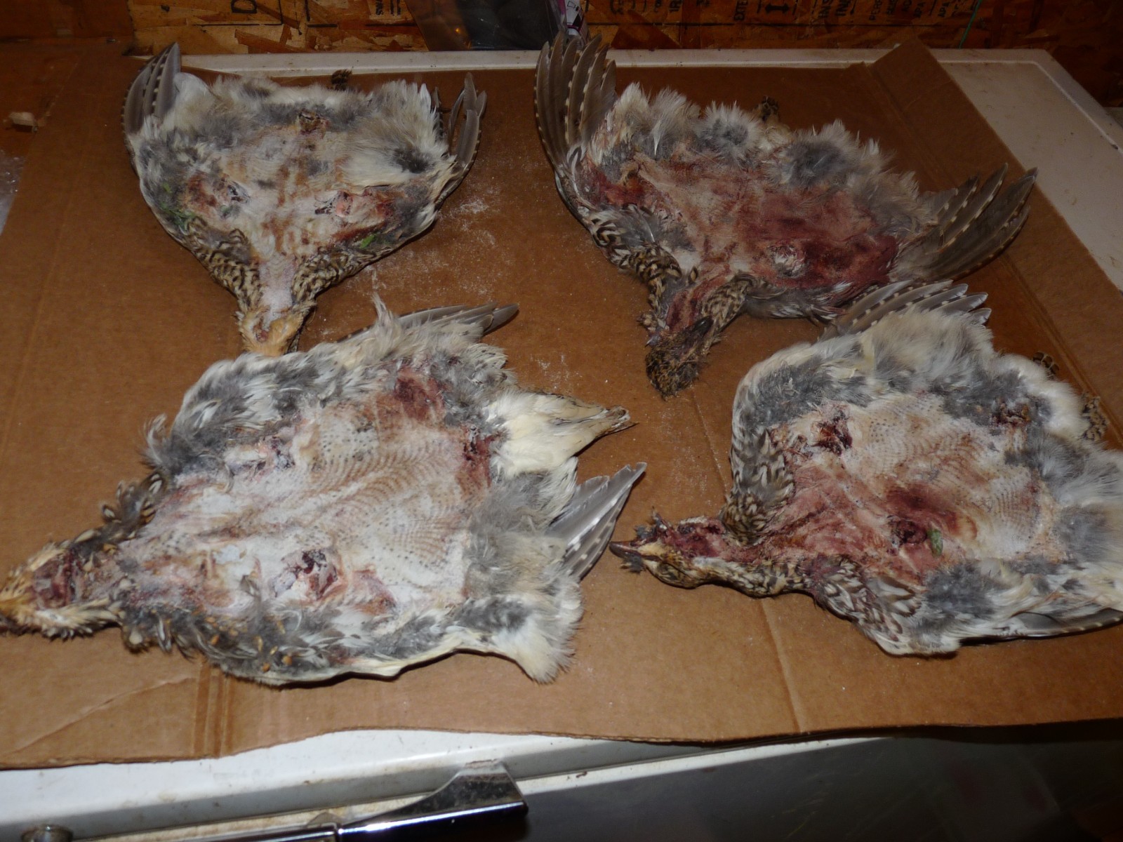 1 Beautiful no 1 SHARPE TAIL GROUSE SKIN craft dog training ART FLY TYING SHARP