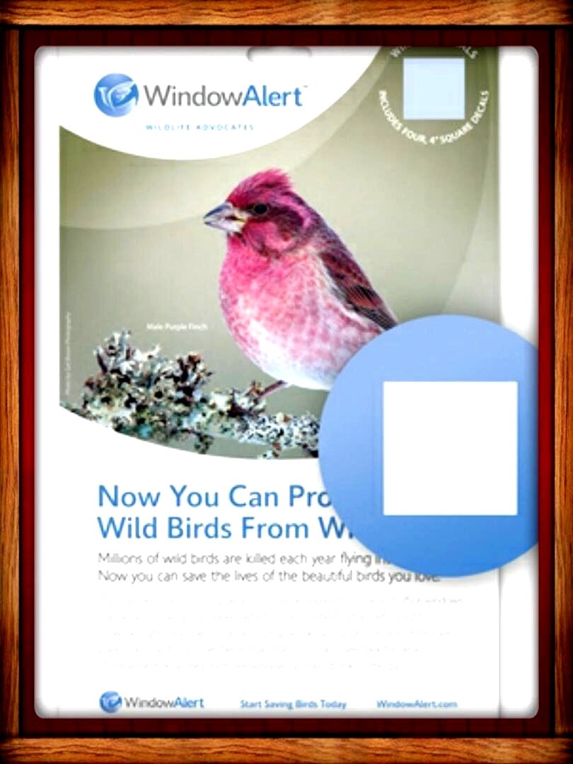 WINDOW ALERT ANTI-COLLISION DECALS CLINGS SQUARE SAVE BIRDS PREVENT STRIKES
