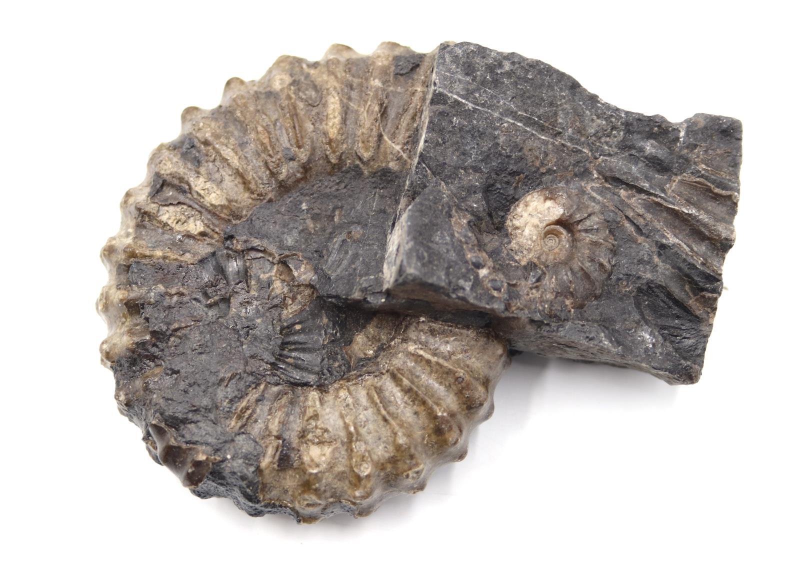 Ammonite Prolyelliceras Fossil Peru 110 Million Years Old #18190