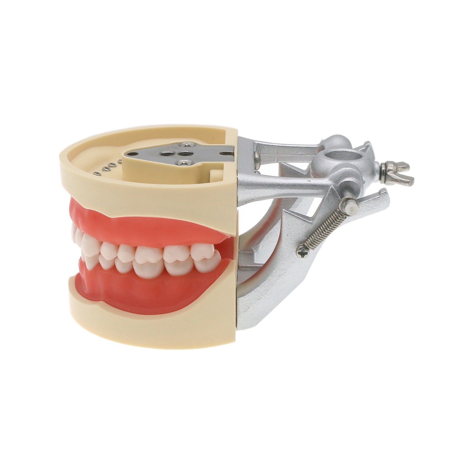 Kilgore Nissin 200 Type Dental Mounting Pole Typodont Model 32pc Removable Teeth