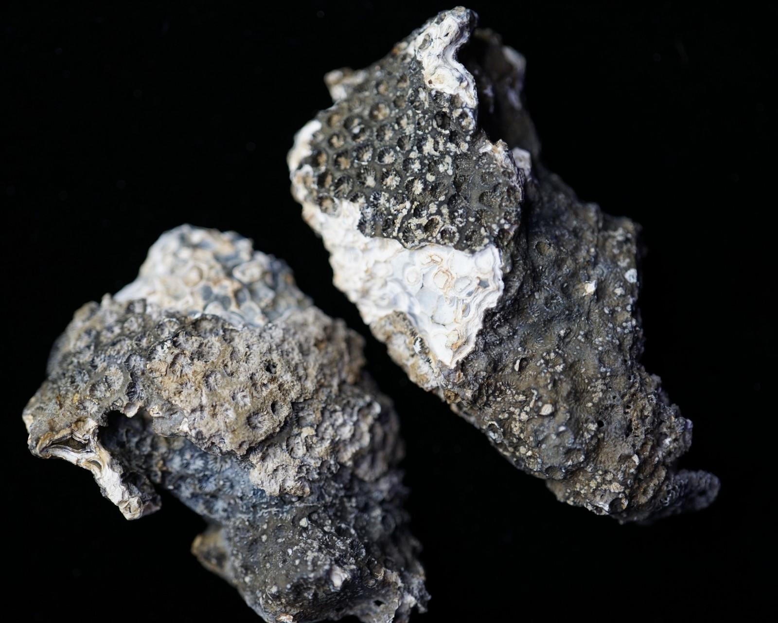 Agatized Coral Head Geode Pair RARE Druzy Specimen Cut & Polished UV-Reactive