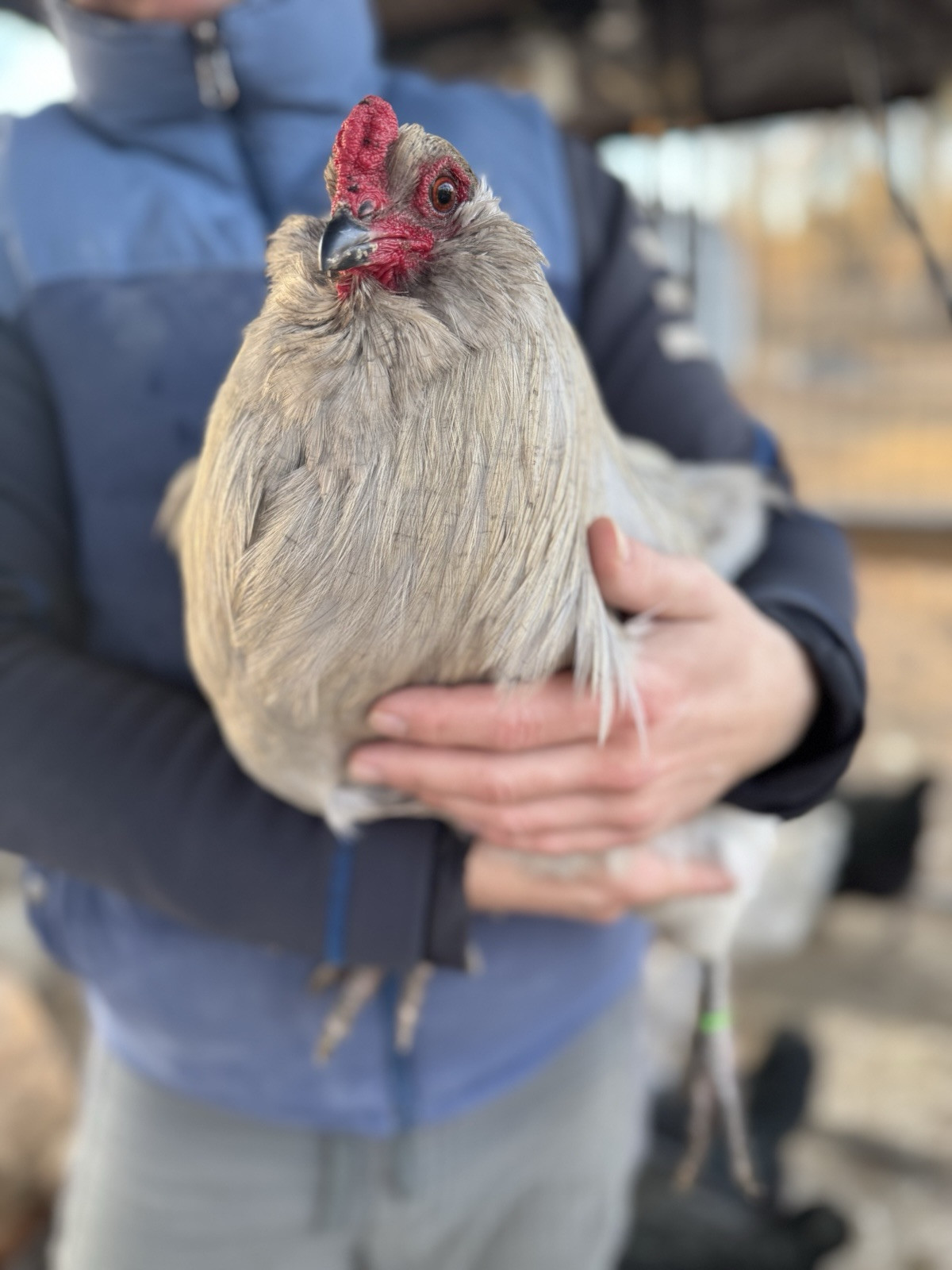 6+ Organically Raised Self Blue Lavender Ameraucana Fertile Hatching Eggs