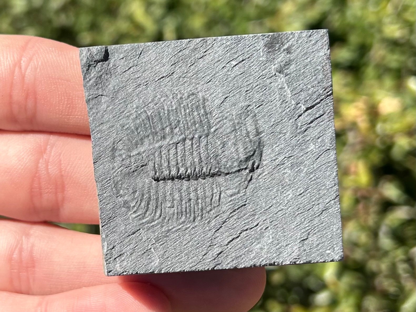 Washington Fossil Trilobite Ogygopsis Metaline Formation Cambrian Bug in Matrix